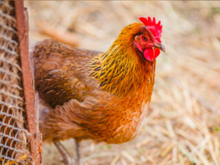hen_4